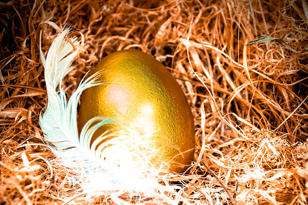 œufs dans le nid d'or - animal egg golden animal nest nest egg photos et images de collection