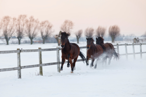 Galloping horses at dawn on a snowy paddock.