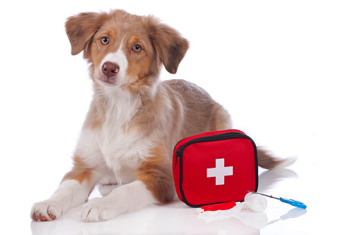 Australian shepherd puppy with first aid kit isolated