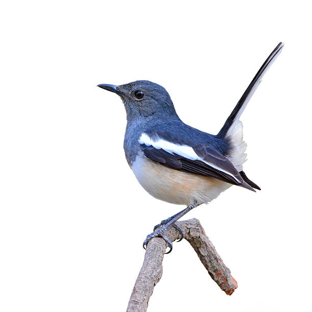 Oriental Magpie Robin bird beautiful black and white bird, Oriental Magpie Robin (Copsychus saularis) perching on a branch, white background oriental magpie robin bird copsychus saularis perching on a branch stock pictures, royalty-free photos & images