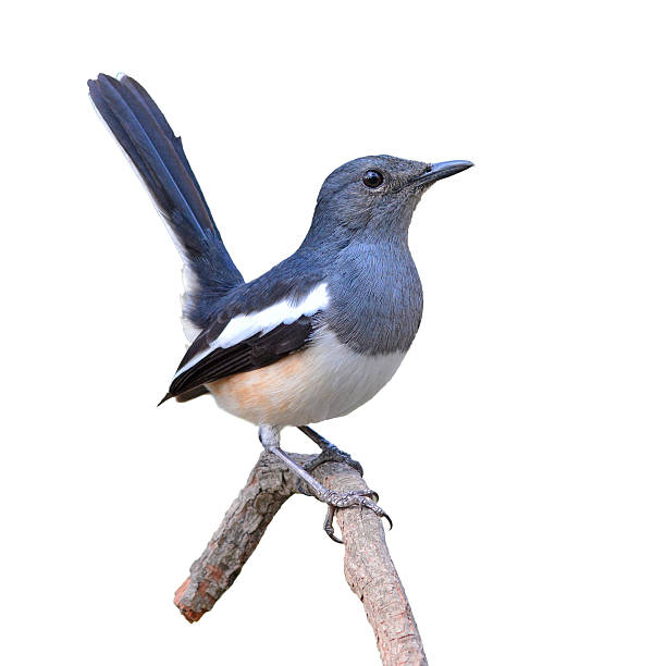 Oriental Magpie Robin bird beautiful black and white bird, Oriental Magpie Robin (Copsychus saularis) perching on a branch oriental magpie robin bird copsychus saularis perching on a branch stock pictures, royalty-free photos & images