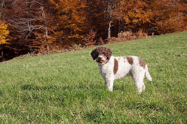 lagotto romagnolo in the woods lagotto romagnolo in the woods lagotto romagnolo stock pictures, royalty-free photos & images
