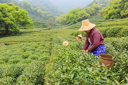 Hangzhou, China - on April 4, 2015: Women picking fresh tea in the tea garden, west lake longjing tea, one of China top ten famous tea