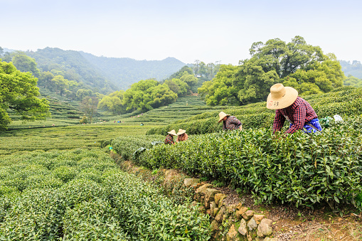 Hangzhou, China - on April 4, 2015: Women picking fresh tea in the tea garden, west lake longjing tea, one of China top ten famous tea