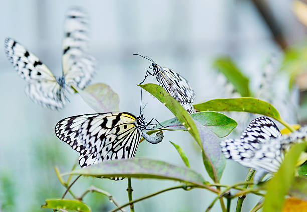 istock paper kite butterfly flying 470624094