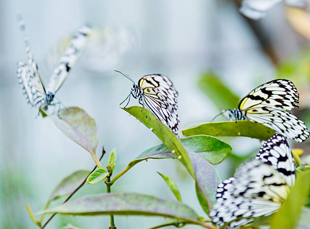 istock paper kite butterfly flying 470624096