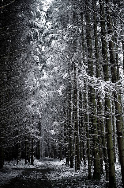 Photo of Snow-covered forest trail