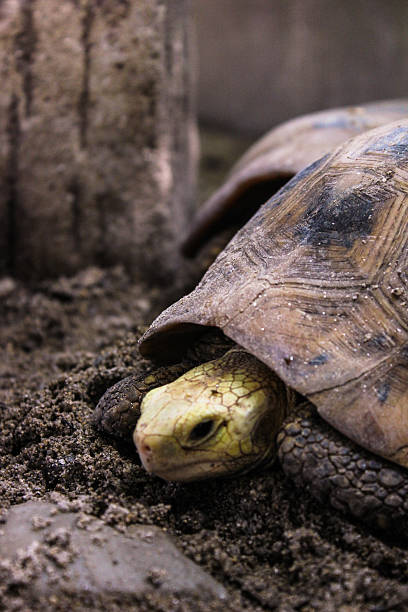 istock portrait close-up turtle walk on ground 470624951