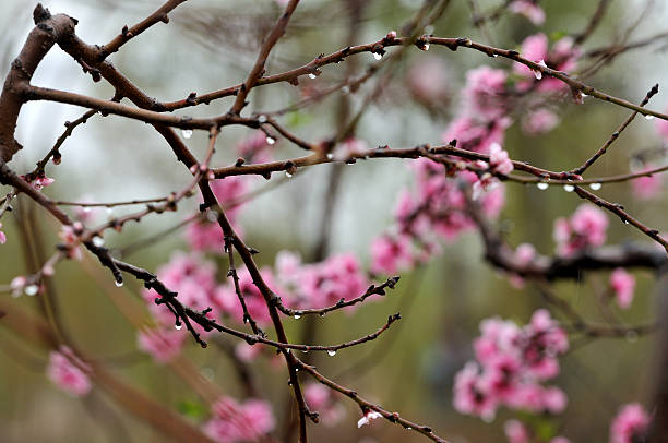 lluvia de primavera - pollen forecast fotografías e imágenes de stock