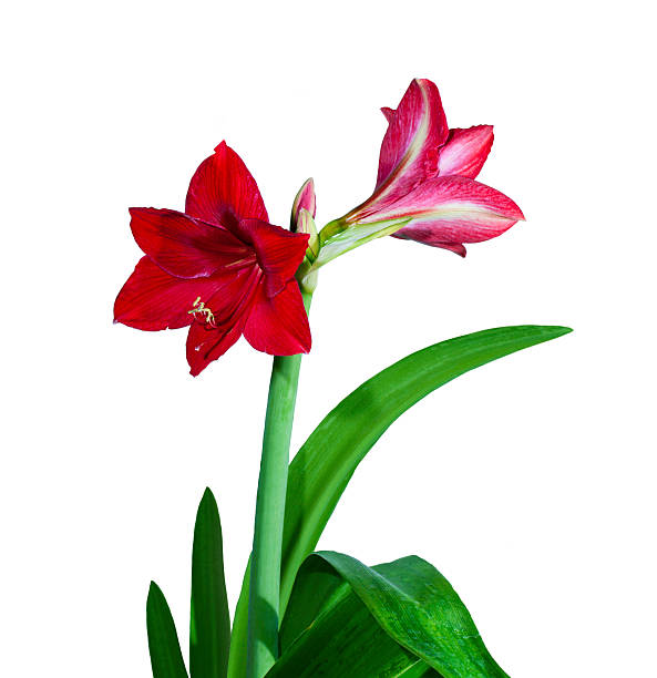 Red lion lily flowers, isolated on white background.