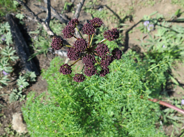 Fern-leafed Desert Parsley - Lomatium dissectum