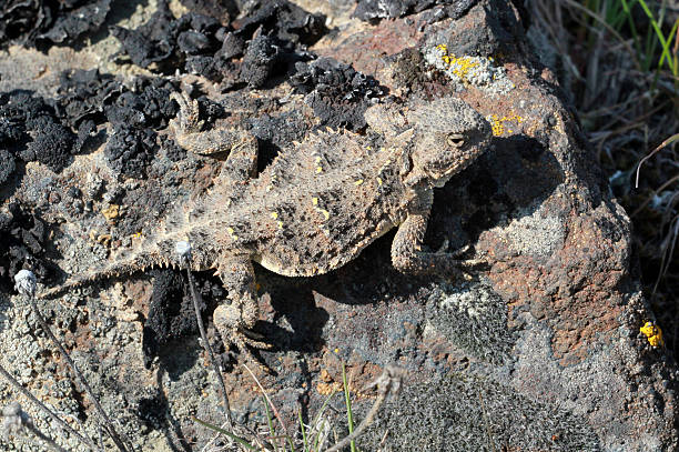 istock Pygmy Short-horned Lizard - Phrynosoma douglasii 470628798