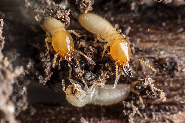 istock termites or white ants in Thailand 470629450