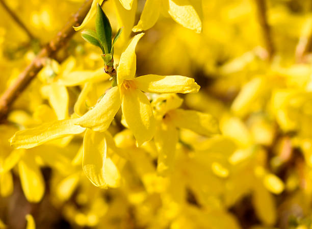 istock Forsythia branch in the sun 470629866