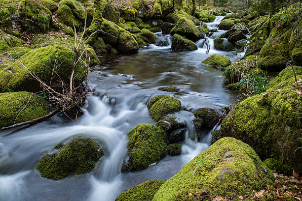 istock Wild stream in old woodland,time lapse water motion 470633014