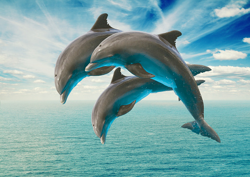 three jumping dolphins, seascape with deep  ocean  waters and cloudscape