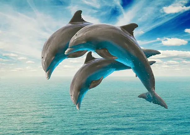 Photo of three  jumping dolphins