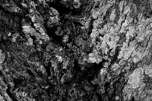 istock mango tree trunk, wood, background, vintage, black and white 470633388
