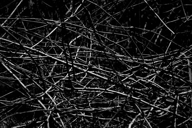 istock picture taken branches of trees, 470633394