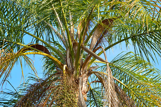 Closeup of a queen palm tree in the sun Colorful close up shot of the fronds of a Queen palm tree against a bright blue sky. Bright, happy colors - lots of green and blue. Taken in north east Florida, sunny tropical climate. Seed pod of palm at bottom of the photo. syagrus stock pictures, royalty-free photos & images