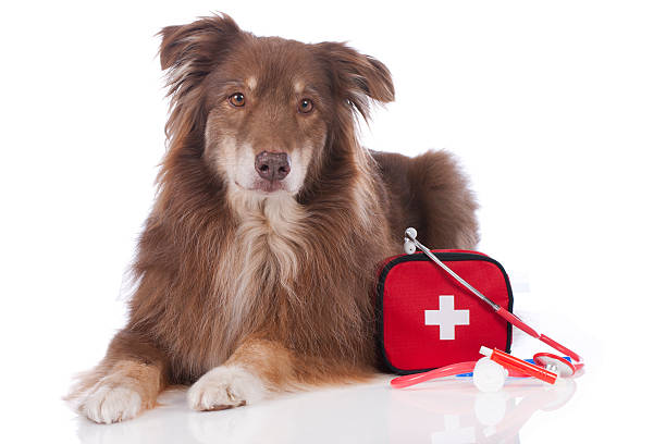 istock Australian shepherd dog with first aid kit 470634898