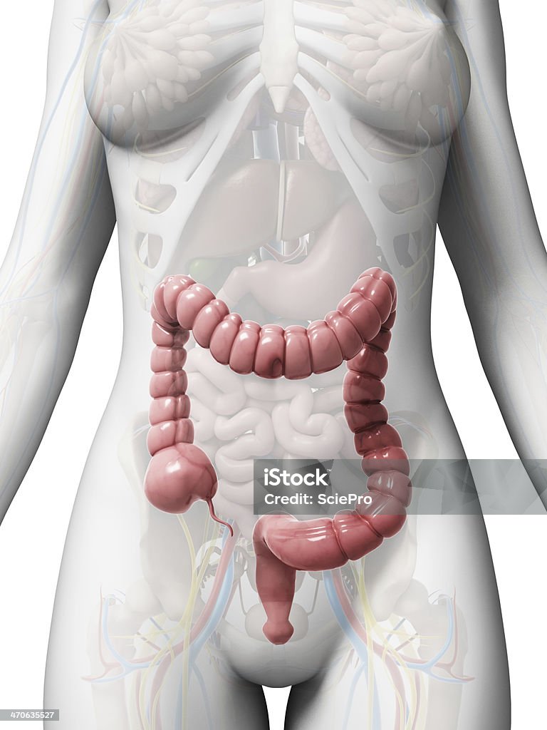 human colon 3d rendered illustration of the human large intestine Anatomy Stock Photo