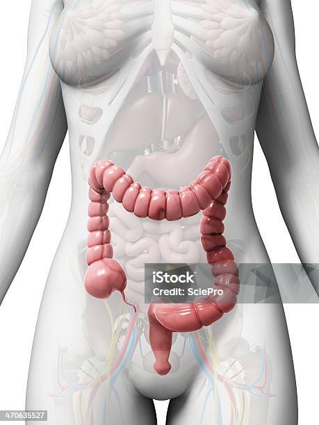 Human Colon Stock Photo - Download Image Now - Anatomy, Amoebic Colitis, Biology