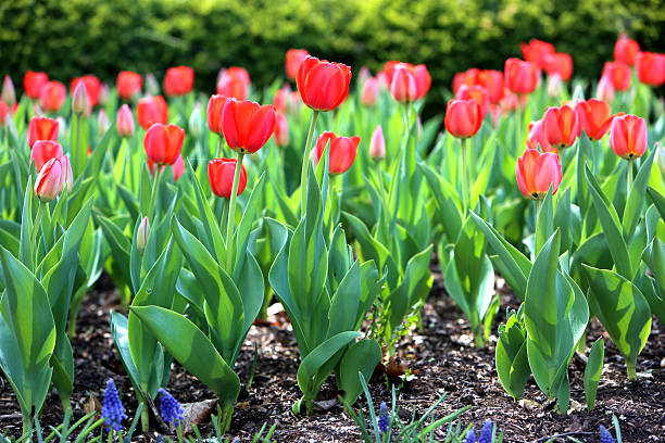 istock Beautiful Red Tulip Festival 470635728