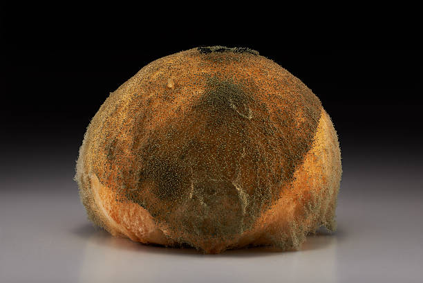 istock Fungus grow on cookies 470636755