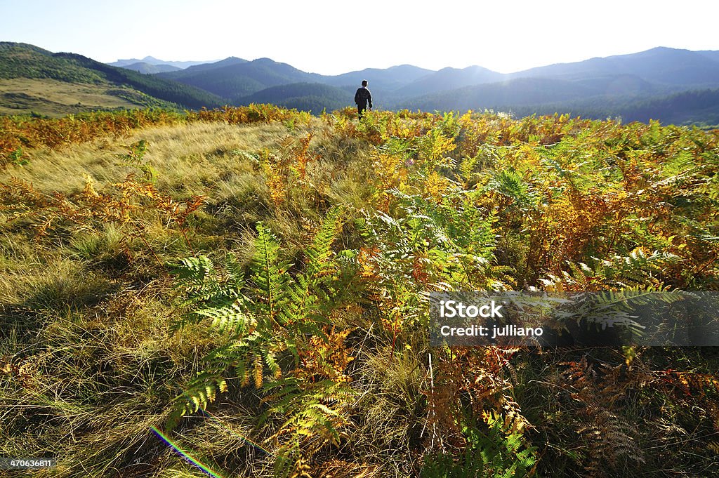 man looking over mountains, bright sky and fern field man looking over mountains with bright sky and fern field, alpine landscape Examining Stock Photo