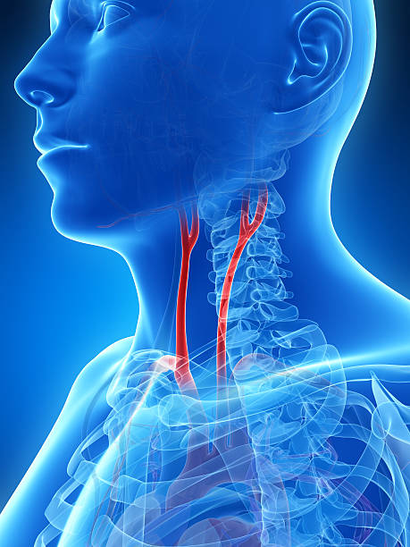 istock carotid artery 470639625