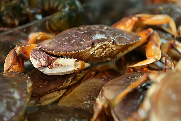 Live Dungeness crabs for sale at a Seattle market.