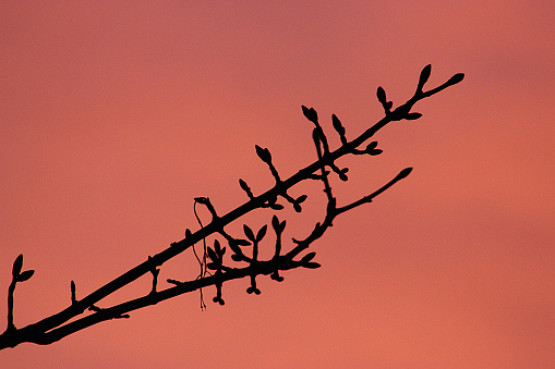 Sunset sky has made a wonderful backdrop for tree buds in Spring.