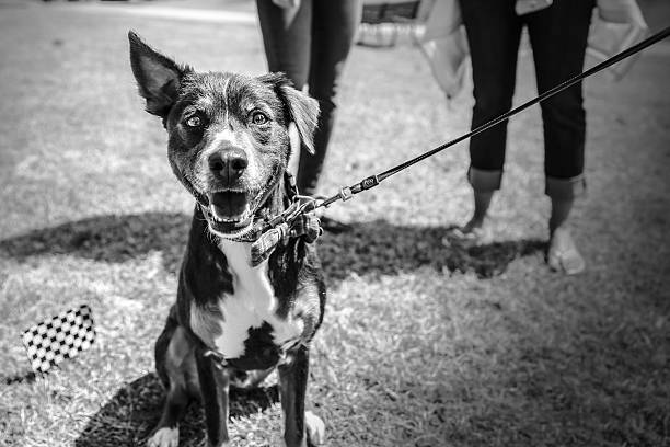 istock Pet Dog at a Park poses for the camera 470641314