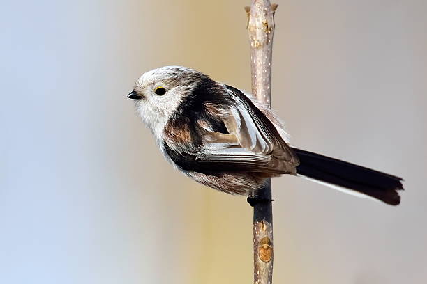 istock long tailed tit in natural habitat (aegithalos caudatus) 470641464