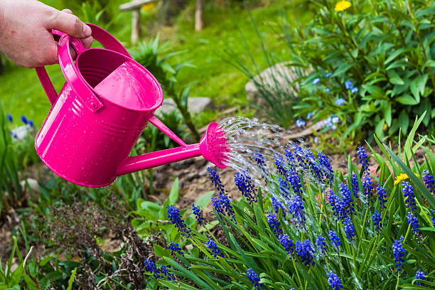 istock Spring works garden plants watering can 470642374