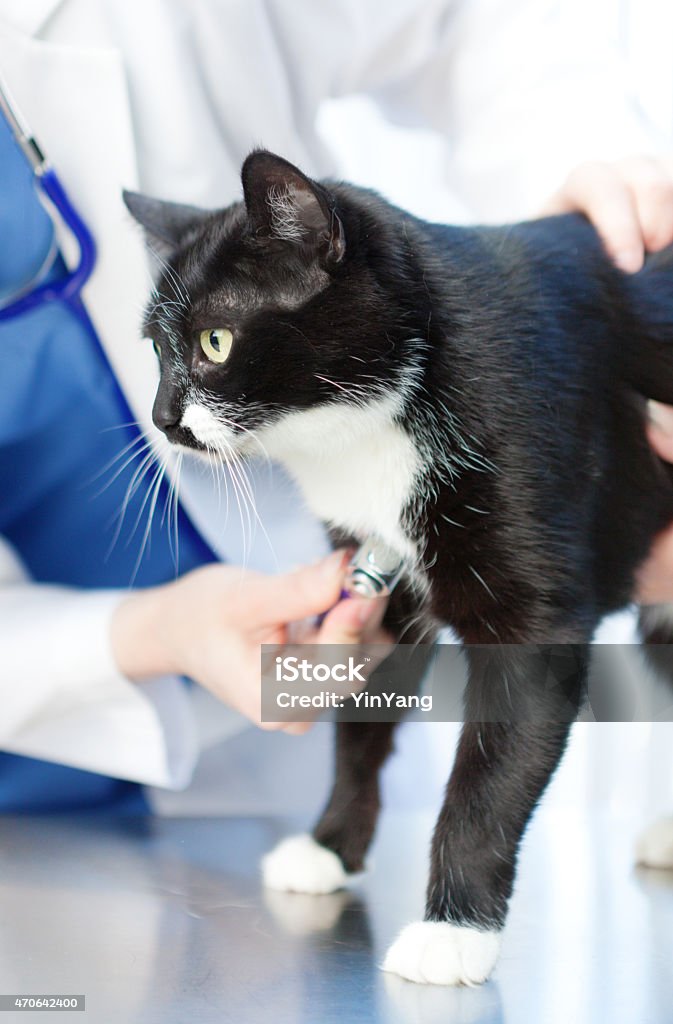 Veterinarian with cat in Veterinary Medicine Animal Pet Clinic Hospital An unrecognized caucasian woman veterinarian with a pet cat patient, a black and white medium hair domestic cat, the veterinarian is examining the cat with a stethoscope. Photographed close-up in a animal pet clinic hospital examining room in a vertical format. 2015 Stock Photo