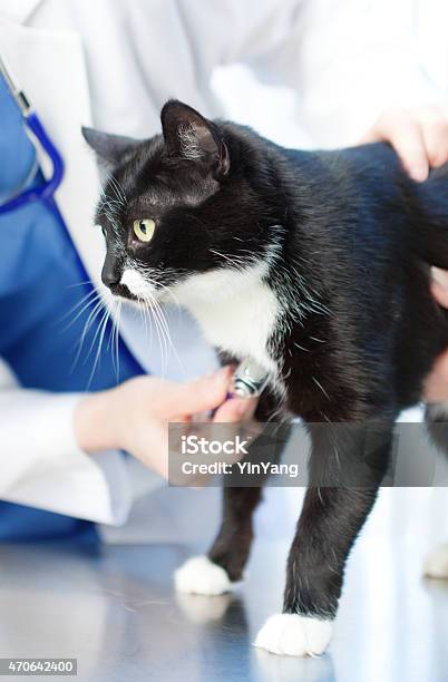 Veterinarian With Cat In Veterinary Medicine Animal Pet Clinic Hospital Stock Photo - Download Image Now