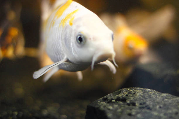 Golden fish Golden fish  symphysodon aequifasciatus stock pictures, royalty-free photos & images