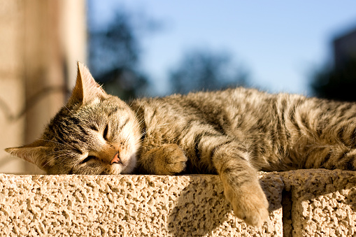 Young brown tabby cat lying on the wall, sunbathing and trying to sleep. Selective focus.