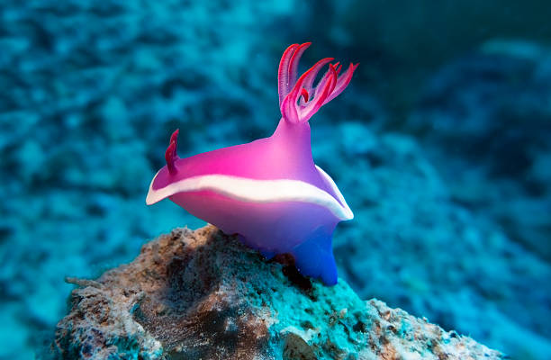 nudibrânquio roxo - nudibranch - fotografias e filmes do acervo