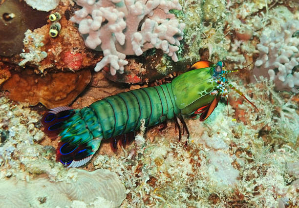 Peacock Mantis Shrimp (Odontodactylus Scyllarus), Sealife in Sipadan, Malaysia