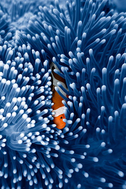 peces payaso esconden en anémona - symbiotic relationship fotos fotografías e imágenes de stock