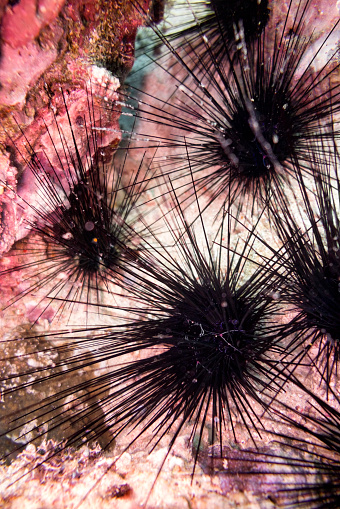 Sea urchins are small, spiny, globular animals.