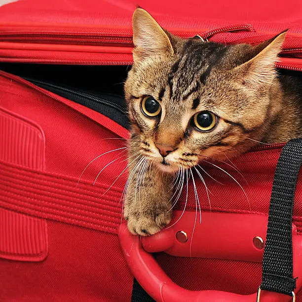 Photo of kitten in a suitcase