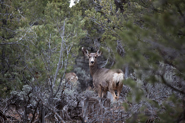 istock Mule Deer in Western Colorado Natural Habitat 470643678