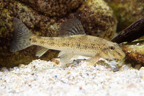 Chinese flase gudgeon Names: Chinese false gudgeon, Amur false gudgeon cypriniformes photos stock pictures, royalty-free photos & images