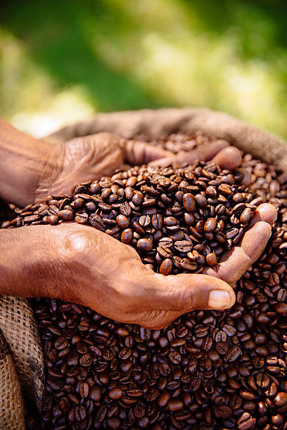 istock Holding a crop of aromatic coffee beans, roasted 470645100