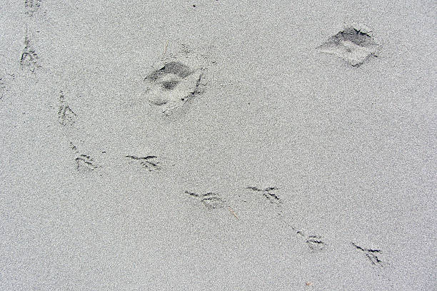 istock Dog paw prints and bird tracks on smooth sand 470645509