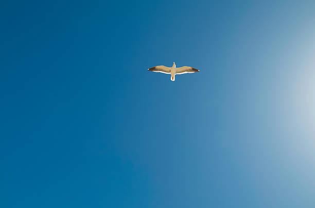 Mewa Latać w Kalifornii błękitne niebo. – zdjęcie